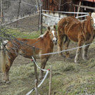 _DSC05780004_1_JPG-1269804368