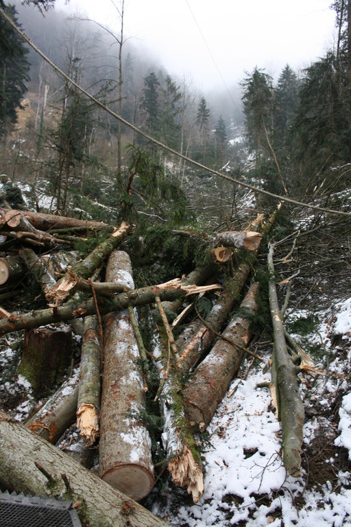 Klausm__hlebach A Waldr__umung ARBEIT _9_.jpg