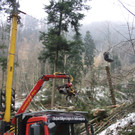 Klausm__hlebach A Waldr__umung ARBEIT _4_.jpg