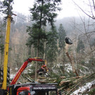 Klausm__hlebach A Waldr__umung ARBEIT _7_.jpg