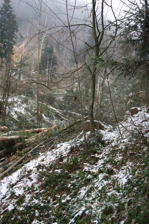 Klausm__hlebach A Waldr__umung ARBEIT _6_.jpg