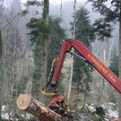 Klausm__hlebach A Waldr__umung ARBEIT _14_.jpg