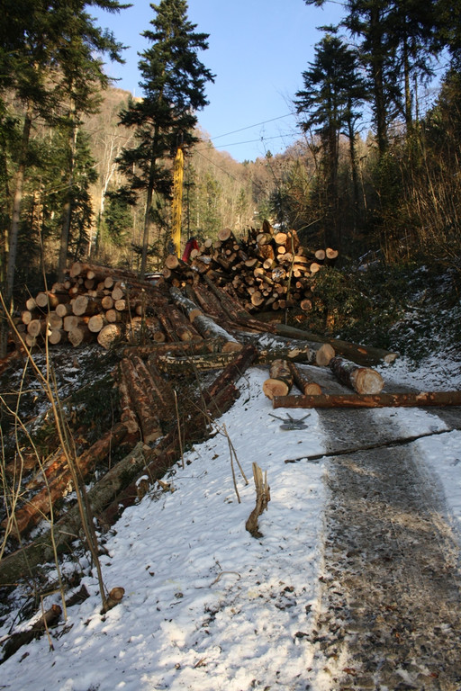 Klausm__hlebach A Waldr__umung ARBEIT _18_.jpg
