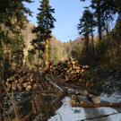 Klausm__hlebach A Waldr__umung ARBEIT _18_.jpg
