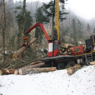 Klausm__hlebach A Waldr__umung ARBEIT _20_.jpg