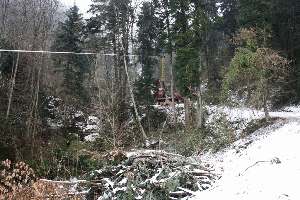 Klausm__hlebach A Waldr__umung ARBEIT _16_.jpg