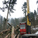 Klausm__hlebach A Waldr__umung ARBEIT _22_.jpg