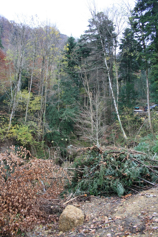 Klausm__hlebach B Waldr__umung START 24-11-2013 _6_.jpg