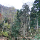 Klausm__hlebach B Waldr__umung START 24-11-2013 _6_.jpg