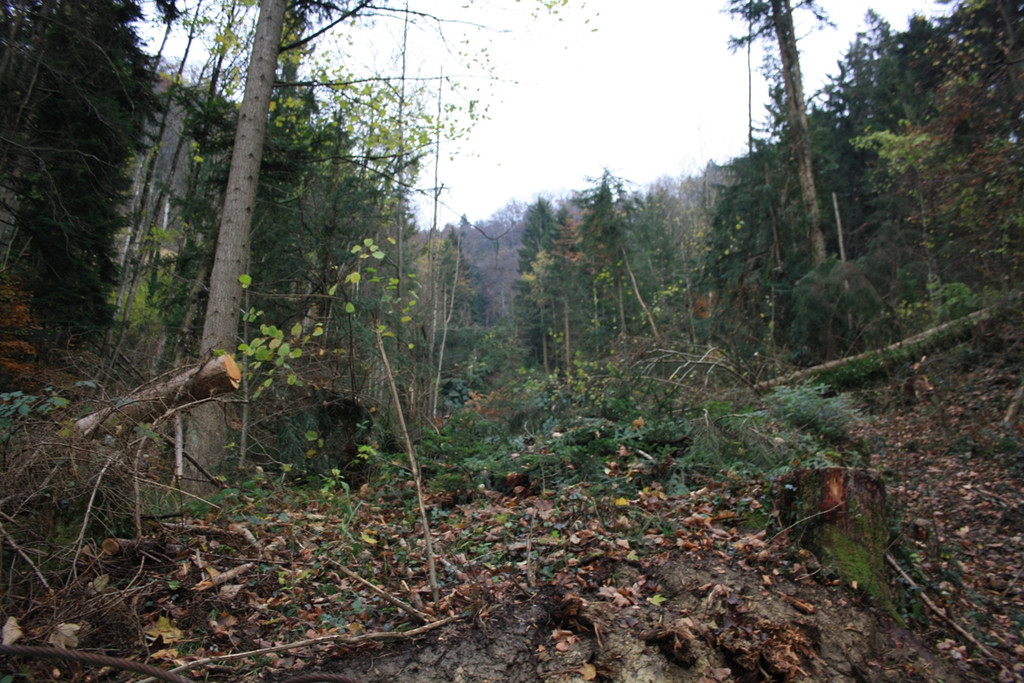 Klausm__hlebach B Waldr__umung START 24-11-2013 _2_.jpg