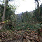 Klausm__hlebach B Waldr__umung START 24-11-2013 _2_.jpg