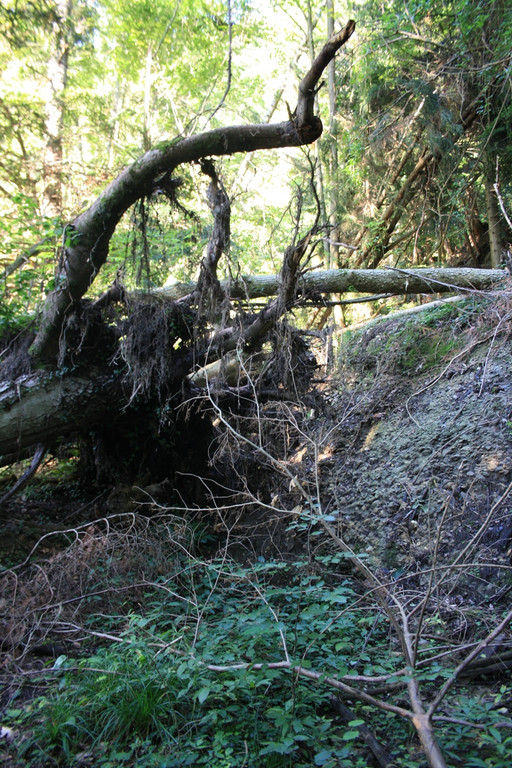 Klausm__hlebach C Begehung 2013 _8_.jpg
