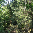 Klausm__hlebach C Begehung 2013 _10_.jpg