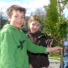 Palmbinden63.JPG
