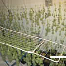 Bereits geerntete Cannabispflanzen.jpg