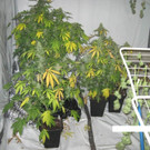 Cannabispflanzen in T__pfen.jpg