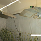 W__rmelampen aufgeh__ngt __ber den Cannabispflanzen.jpg