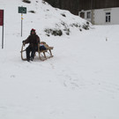 wilde socken 150.jpg