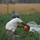 Regelm__ssiges Giessen ist unerl__sslich.jpg