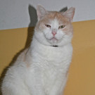 Freiheitsliebende Katze Sina sucht schönes Daheim