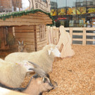 AS-Weihnachtskrippe Q19 091213 002.JPG