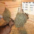 AS-Weihnachtskrippe Q19 091213 017.JPG