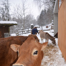 Tiere am Gnadenhof Hendlberg in NÖ