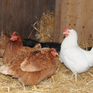 Winter 030413_ - 044.JPG