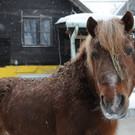 Winter HB 071213 009.JPG