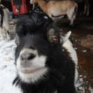 Winter HB 071213 012.JPG