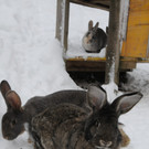 Winter HB 071213 023.JPG