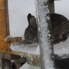 Winter HB 071213 056.JPG