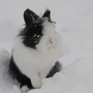 Winter HB 071213 067.JPG