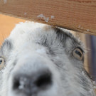 Winter HB 071213 078.JPG