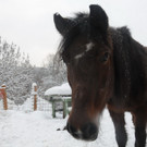 Winter HB 071213 093.JPG