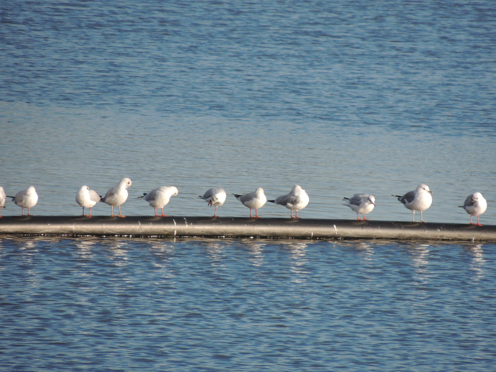 DSCN6734.JPG
