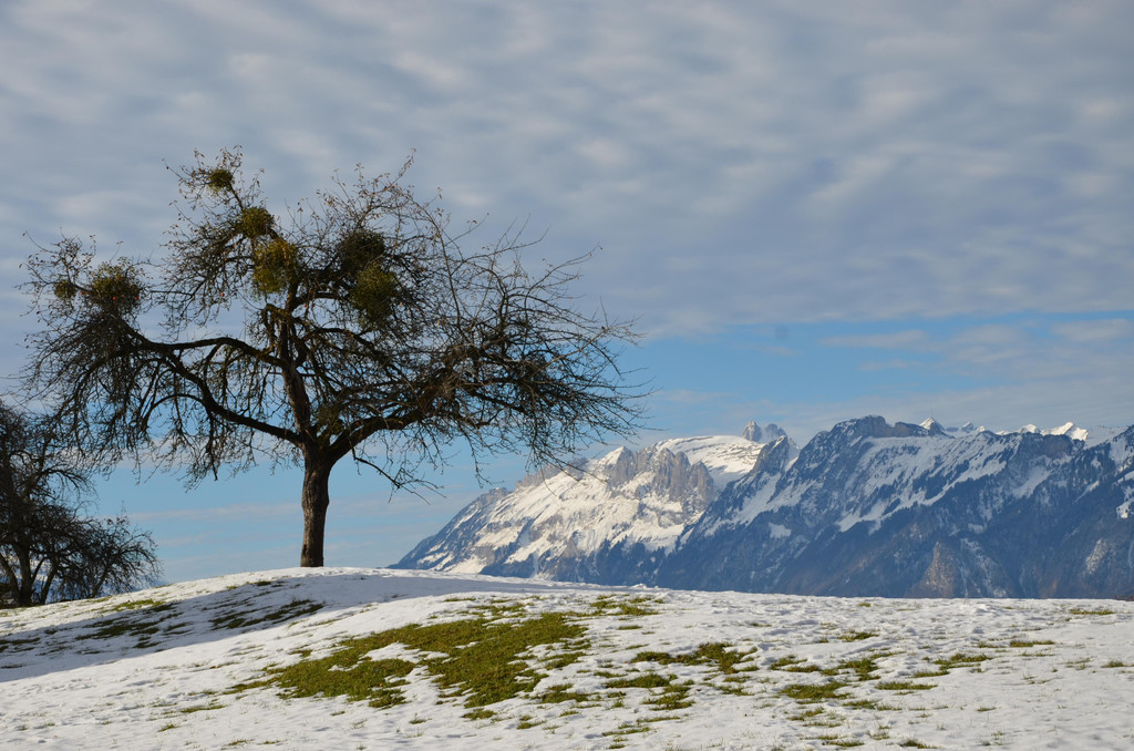 DSC_0620.JPG