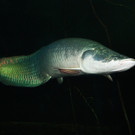 Neue Attraktion im Tiergarten Schönbrunn: Riesenfische "Arapaimas"