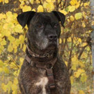 Thysson: Verspielter Rüde sucht enge Bezugsperson