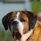 Bernhardiner Bärli sucht liebevollen guten Platz