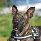 Aufgeweckte, freundliche Hündin Hexe wünscht sich Zuhause