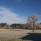 IMG_6365.jpg