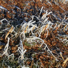 IMG_6379.jpg
