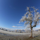 IMG_6530.jpg