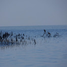Bangladesch2013_Sabine Unterweger_Sundarbans2.JPG