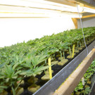 Große Hanfplantage in Feldkirch ausgehoben