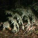 L137 Ri_ St_ Corona _5_.jpg