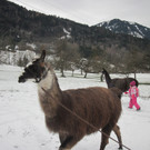 kl tannenbaum 019_JPG-1388089048.jpg