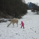 kl tannenbaum 077_JPG-1388090365.jpg