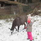 kl tannenbaum 085_JPG-1388090573.jpg